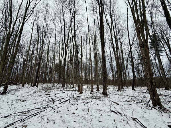 Flat terrain ideal for building