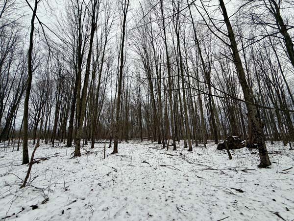 Natural privacy from trees