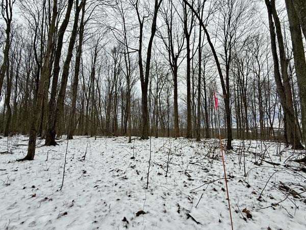 Future pond restoration area