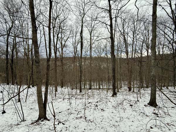 Build now or hold investment land