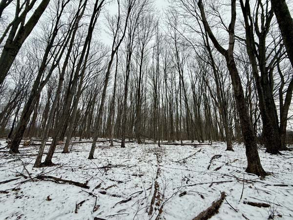 Rural homesite with wildlife