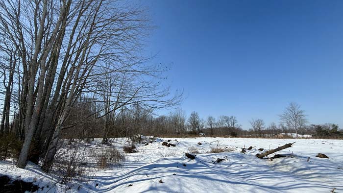 Mature woods on rural property