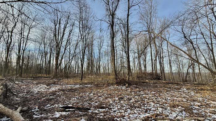 Forest road leading through Pike County Ohio property