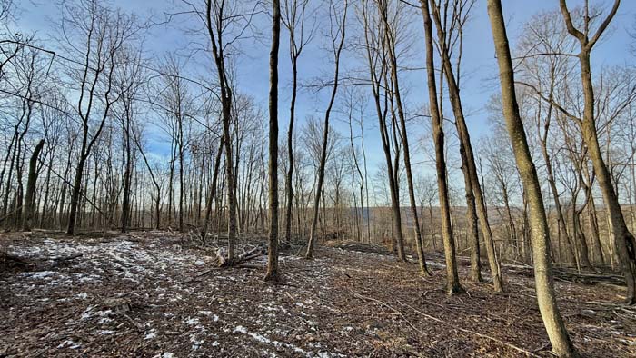 Wildlife friendly landscape in Pike County Ohio