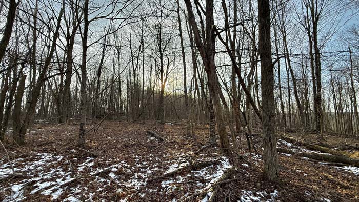 Forest opening near cabin in Pike County Ohio