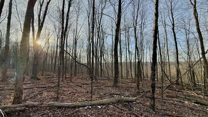 Secluded timber property in Pike County Ohio