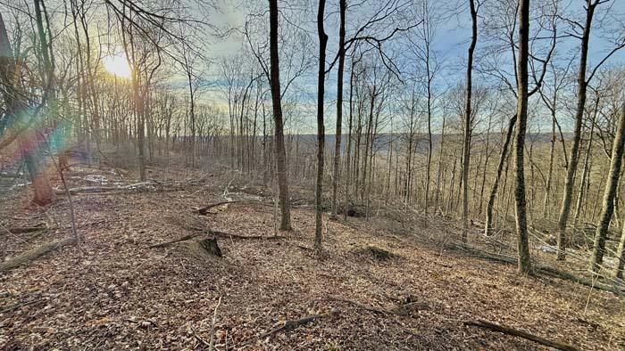 Wildlife rich woods in Pike County Ohio