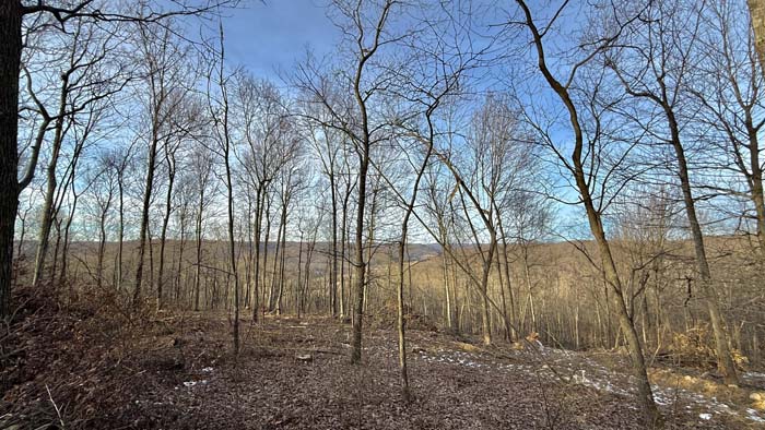 Quiet forest interior on Pike County Ohio land