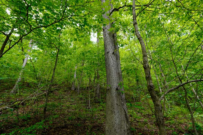 478 Hamilton Road 16.24 acres Crown City Gallia County Ohio