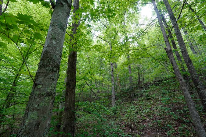 White oak timber on Gallia County Ohio hunting land