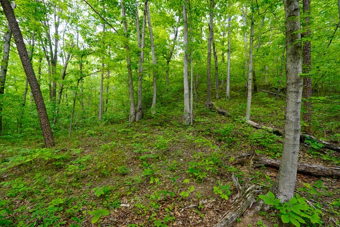 Old logging trail access through wooded property