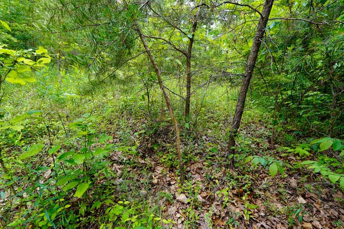 Hilltop area with deer sign on Hamilton Road property