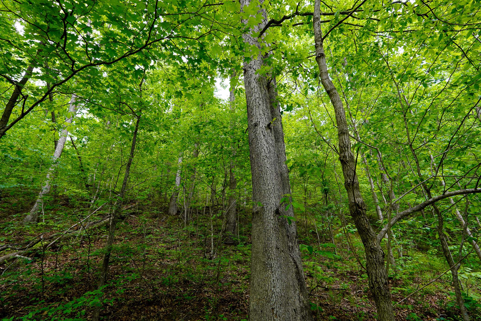 478 Hamilton Road — 16.24 acres in Crown City, Gallia County Ohio with white oak timber, old logging trail, hilltop area, and strong deer sign