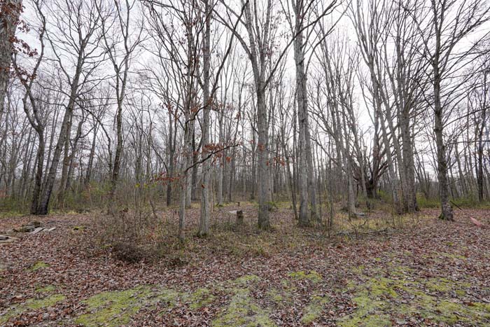 Open clearing around the home ideal for outdoor activities at 588 Ward Road