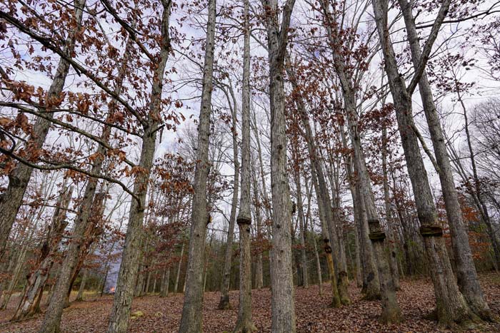 Property overview showing wooded acreage and driveway at 588 Ward Road