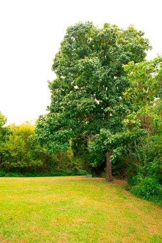 Wooded 17-acre property with pond and cabin