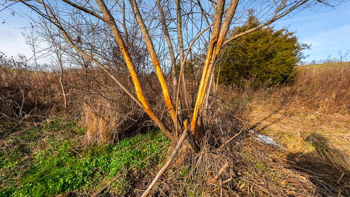 Winchester Ohio home yard space with privacy and mature rural surroundings