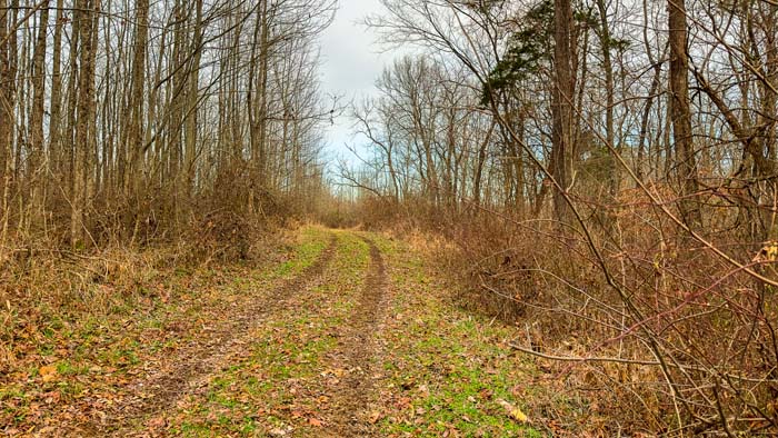 Winchester Ohio native cover and field edge ideal for deer movement