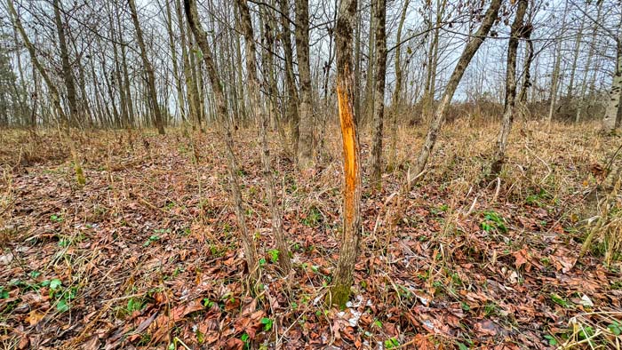 Winchester Ohio food plot area with maintained access trails