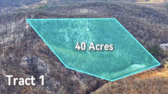 Young hardwood timber providing cover and browse on Pike County Ohio hunting land