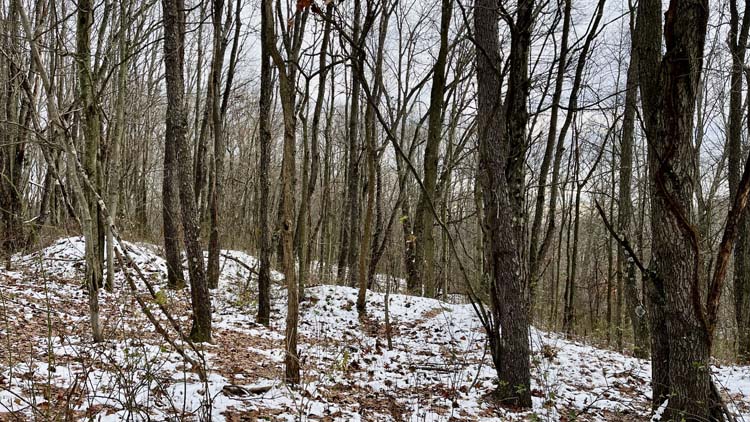 Harrison County Ohio wooded property with excellent wildlife habitat