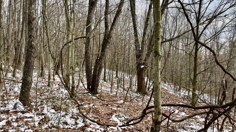 Building site overlooking wooded acres on Harrison County Ohio land