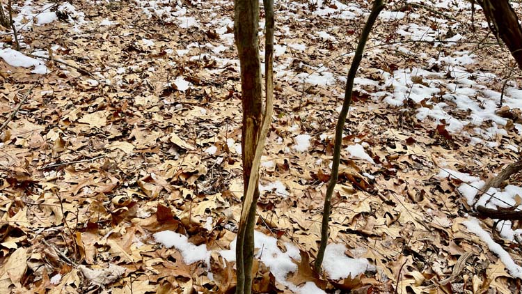 Ohio land for private retreat with timber creek and bedding areas