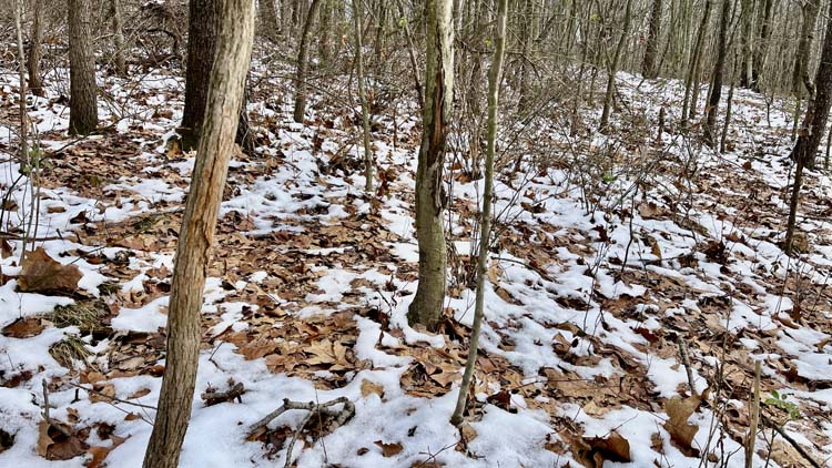Harrison County Ohio tract with mix of open field and forested terrain