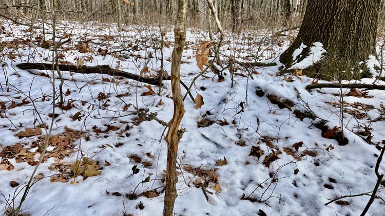 Ohio hunting land in Harrison County with hardwood timber and rolling terrain