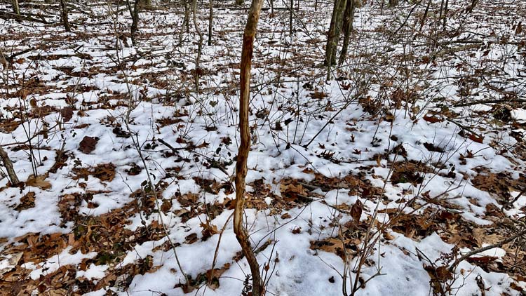 Private wooded acreage with cabin and open field in Harrison County Ohio