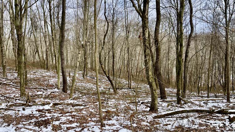 Ohio retreat land with creek access hardwoods and quiet setting