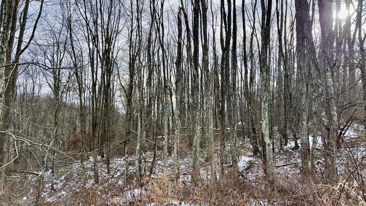 Remote Ohio getaway with mix of woods and open land