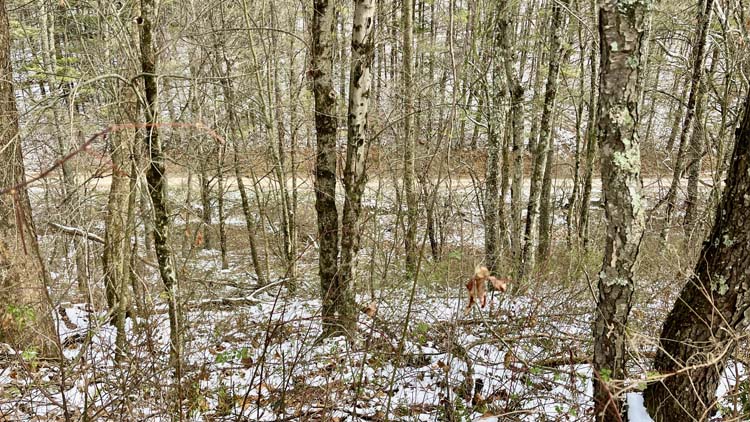 Timbered habitat with abundant oak and cherry in Harrison County Ohio