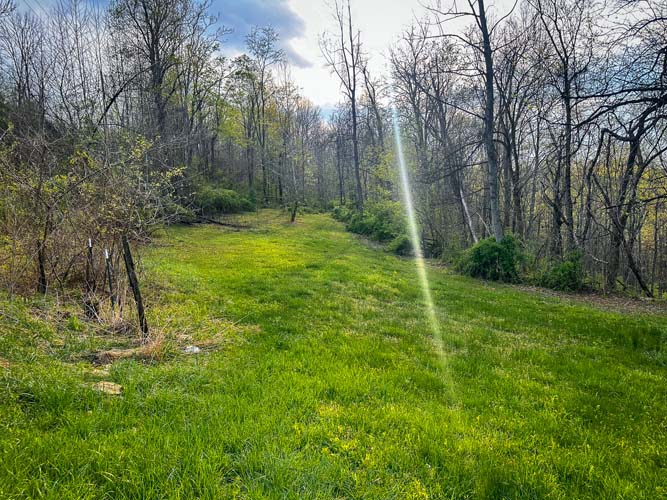 Forested landscape offering ultimate privacy