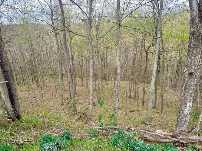 Multiple building sites on private wooded acreage