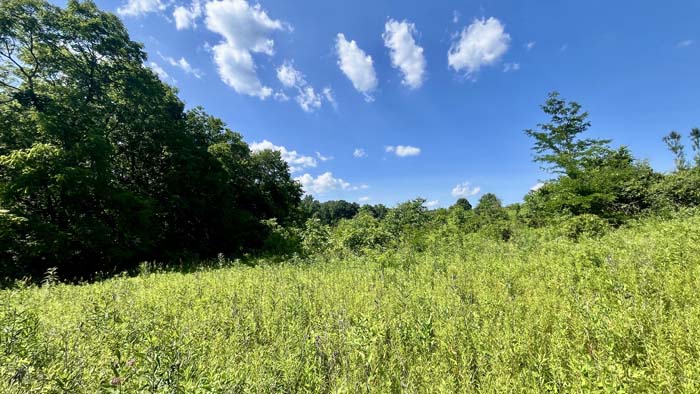 Cleared space for campfires or outdoor gatherings.