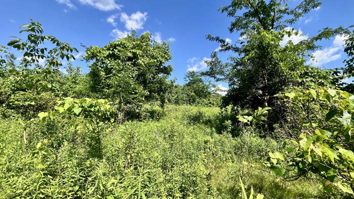 Wooded boundary for hunting and recreational use.