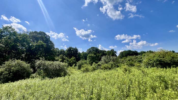 View of gently sloping terrain across the acreage.