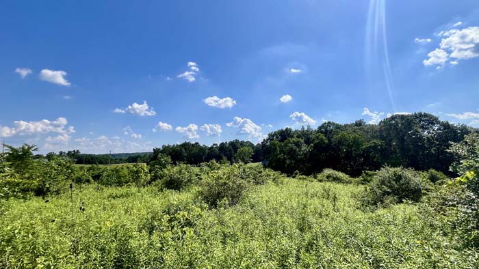 Mix of open ground and forested cover on lot.