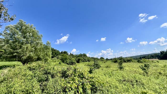 Thick woods offering privacy and seclusion.