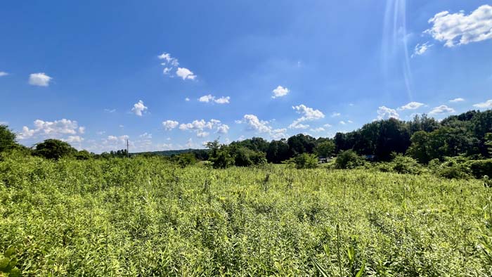 Forest floor and growth ideal for deer and turkey habitat.