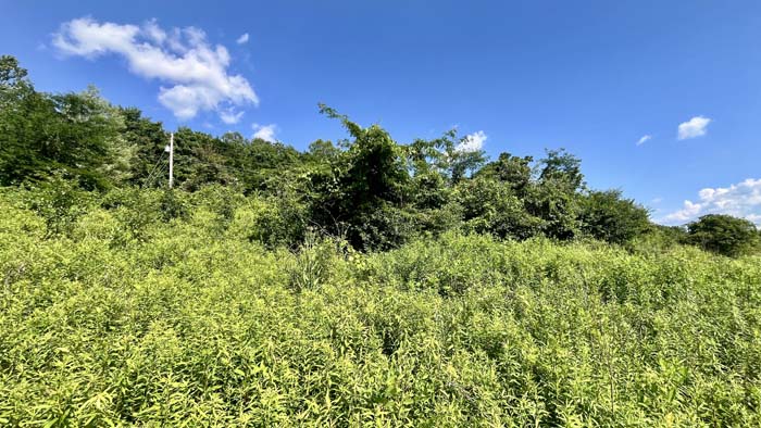 Overview of 5-acre wooded parcel in Meigs Township.