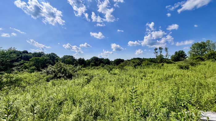 Thick brush and undergrowth for wildlife cover.