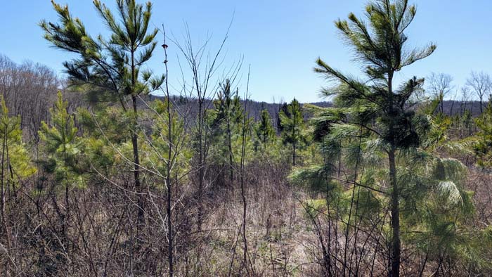Driveway view through open land parcel