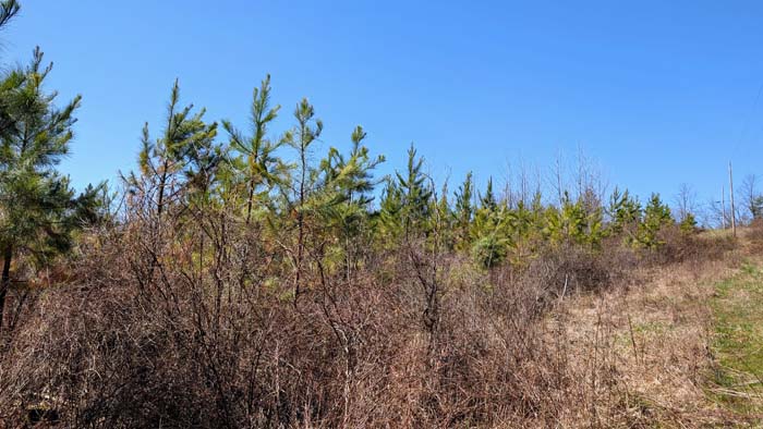 Unrestricted land for cabin or home build