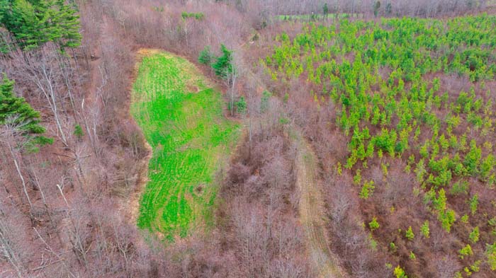 Rolling hillside covered in planted pines