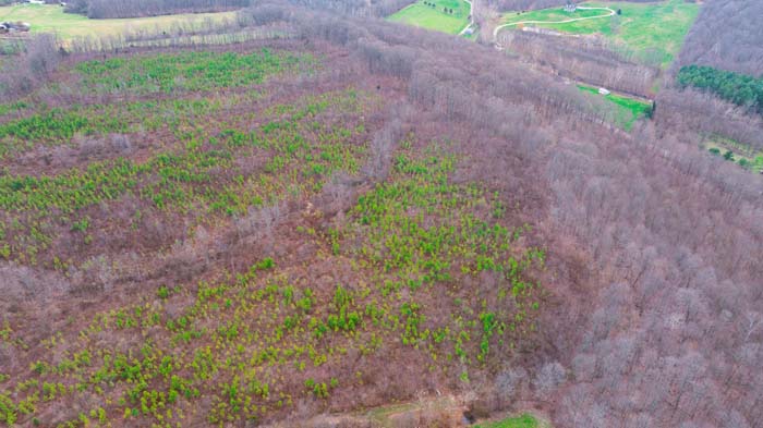 Cleared area suitable for future building site