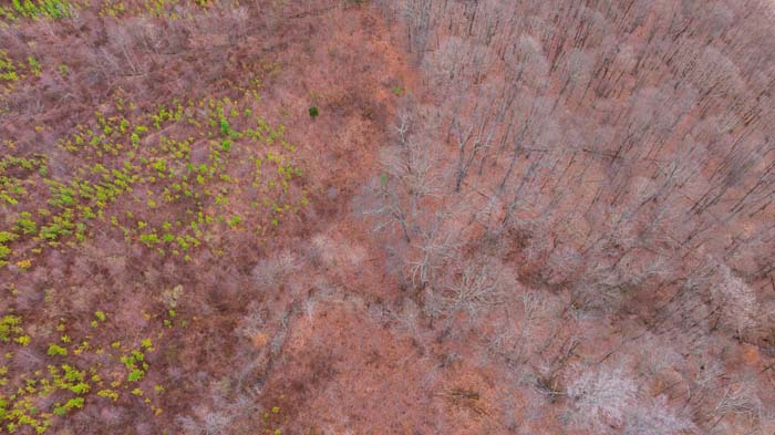 Natural wildlife watering hole on hunting property