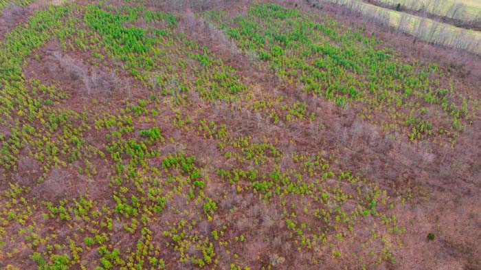 Dense forest providing excellent deer bedding cover