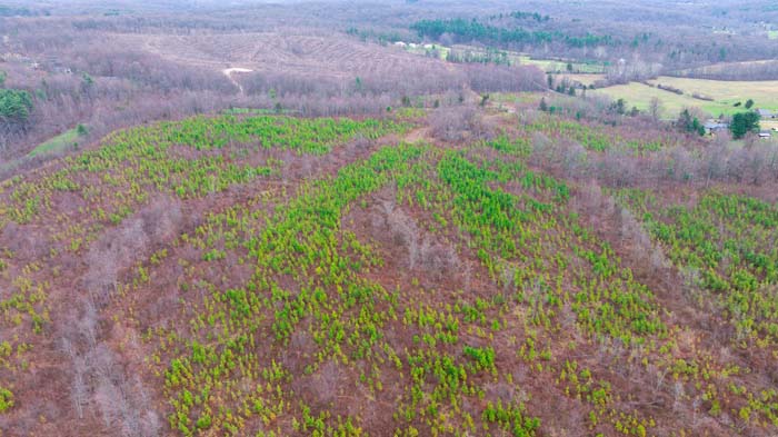 Mixed hardwoods and pine trees across rolling ground